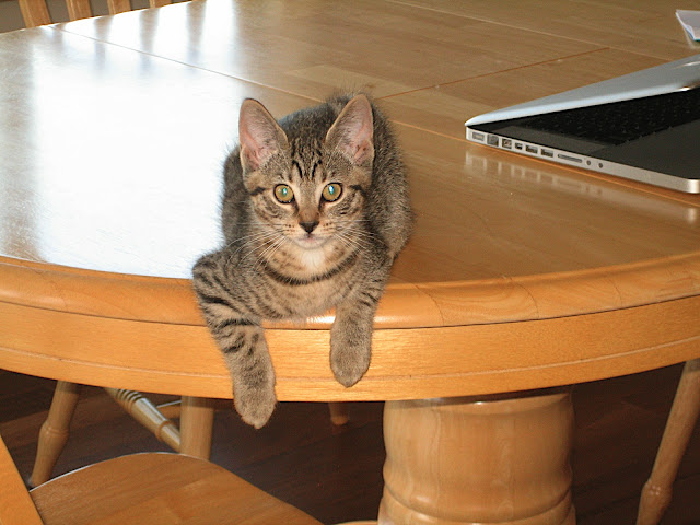 Minou