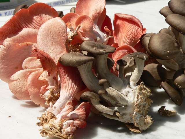 [Pearl & chocolate oyster mushrooms[3].jpg]