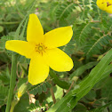 Partridge Pea