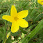 Partridge Pea