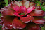 Fleur du jardin de Balata