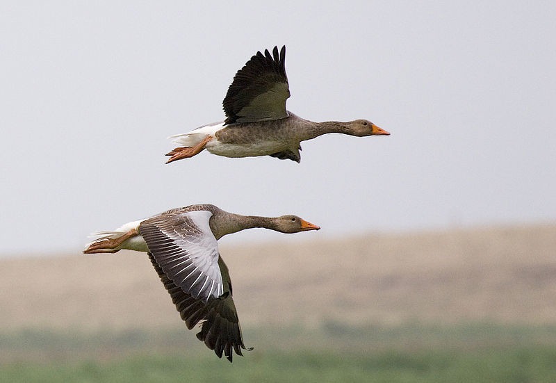 [800px-Graylag_geese_(Anser_anser)_in_flight_1700[2].jpg]
