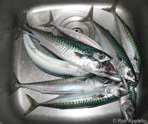 [mackerel[3].jpg]