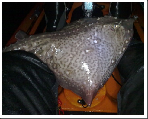 Thornback Ray