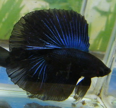 female black orchid betta