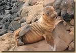 galapagos-sea-lion07