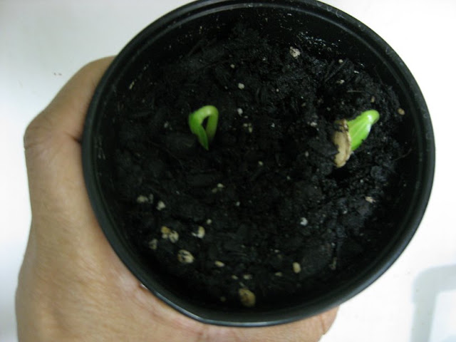 Day 3 - sprouts!