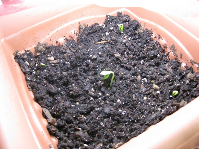Cucumber plants Sprouted on Day 3