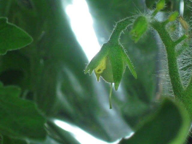 My very first tomato has appeared!