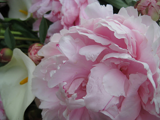 peony