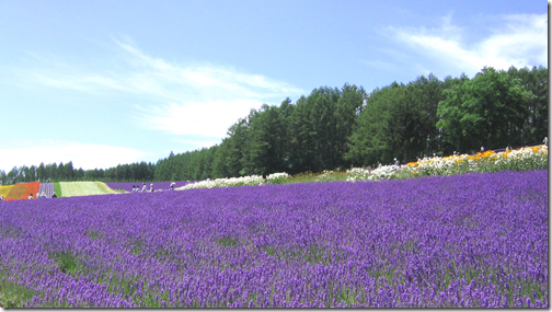 Planta&ccedil;&atilde;o de Lavanda