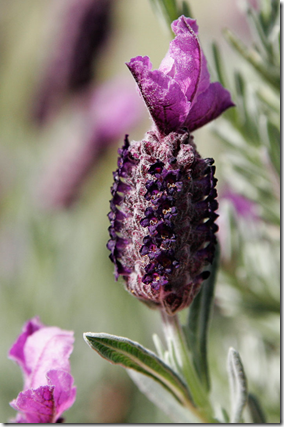 Flor de Lavanda