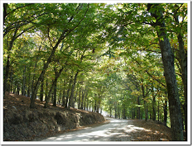 Caminho na bosque Caminho na bosque