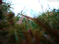 Through the top of a bush