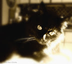 Kitty Thoughts