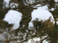 Snow Berries