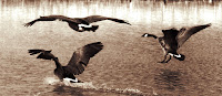 Landing