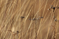 Tiny Flowers