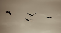 Frozen Flight