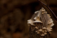 'Shrooms on a Stump