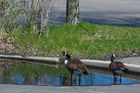 Wary Watchers: I caught these geese getting a nice drink of water. They also just happen to be watching me - no doubt wondering what in the world I'm doing! (1/2000 sec @ f/2.8; 50mm)