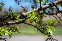 Red Berries: Ahhh, Spring! Finally there are some green leaves and blooms and berries around! (1/3200 sec @ f/1.8; 50mm)