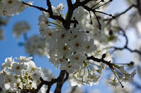 Tree of White IV: (1/1000 sec @ f/4; 50mm)
