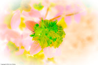 Watercolor Flower: This one was a happy accident, in that I doubt I could reproduce it again. It's pretty obvious this is a picture of a flower, but processed in such a way as to look like a watercolor painting. (1/125 sec@f/3.5; 50mm)