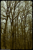 Trees: Even though there are signs of spring around, these trees aren't one of them This image was processed to give a blue/sepia duotone effect, mainly to lessen the overexposed sky in the original. (1/160 sec@f/7.1; 50mm)
