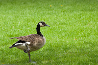 Scratching an Itch: (1/500 sec @ f/5; 200mm)