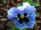May 8 - Pansy