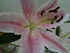 Jan 23 - Asiatic Lilly
