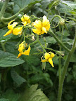 Jan 29 - Tomato Flowers