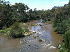 Jan 30- Yarra River, Templestowe