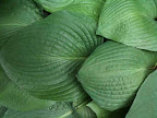 Mar 5 - Leaves