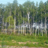 Siberia in Summer