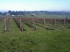 May 14 - Winter Vineyard