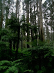 May 21 - Tree ferns and eucalypts