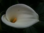 Aug 10 - Lilly