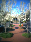 Sep 2 - Trees in the carpark