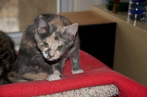 [margo-kitten-2[4].jpg]