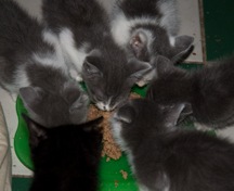 [baby-gray-white[4].jpg]