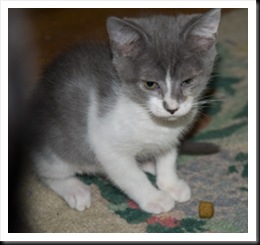 white-stripe