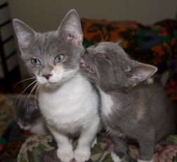 [grau-nose-white-feet[4].jpg]