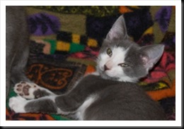 white-nose