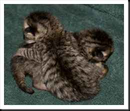 tiny-bundle