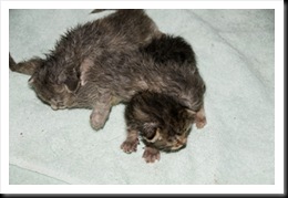 3-new-babies