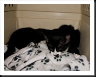 after-spay