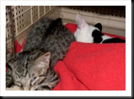 after-neuter
