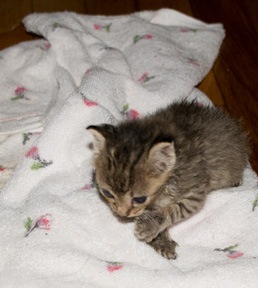[female-tabby[3].jpg]